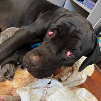 Akanani -  Cane Corso Dog for Adoption in Wahiawa, Hawaii - Akanani | PetCurious