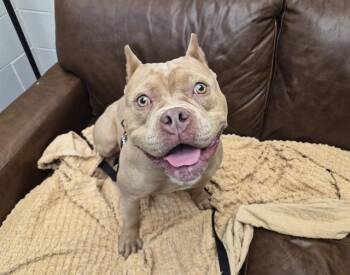 MARGARET -  American Bulldog and Mixed Breed Dog for Adoption in Omaha, Nebraska - MARGARET | PetCurious