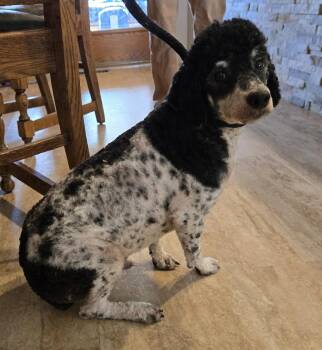 Booker -  Miniature Poodle Dog for Adoption in Glenwood City, Wisconsin - Booker | PetCurious