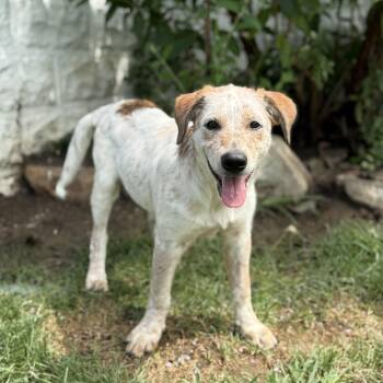 Biscuit -  Australian Cattle Dog Blue Heeler and Labrador Retriever Dog for Adoption in Amarillo, Texas - Biscuit | PetCurious