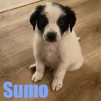 Sumo -  Border Collie and Mixed Breed Dog for Adoption in Ellicott City, Maryland - Sumo | PetCurious