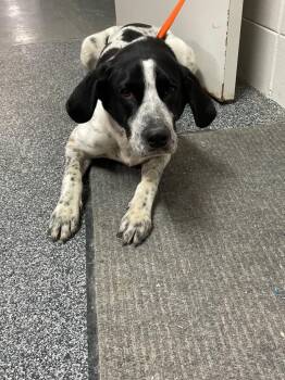 Mixed Breed Dogs Available for Adoption - D054-26 Wesson | PetCurious