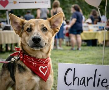 Charlie the Duke -  Shepherd and German Shepherd Dog Dog for Adoption in Lucas, Texas - Charlie The Duke | PetCurious