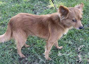 Chiweenie Dogs Available for Adoption in Bell Gardens, California - FOXY | PetCurious