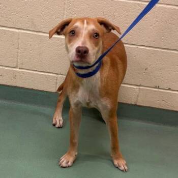 Sydney -  Mixed Breed Dog for Adoption in Memphis, Tennessee - Sydney | PetCurious