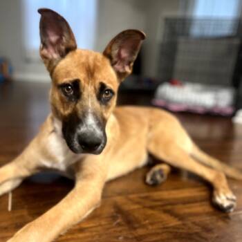 Rescue Mixed Breed Dogs for Adoption in Jacksonville, Florida - Clyde | PetCurious