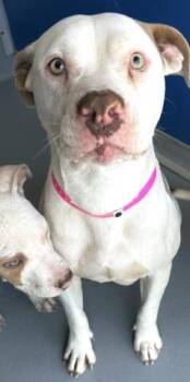 Pit Bull Terrier and Mixed Breed Dogs Available for Adoption in Visalia, California - A252999 | PetCurious