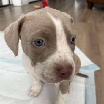 Pit Bull Terrier Dogs Available for Adoption - Christa | PetCurious