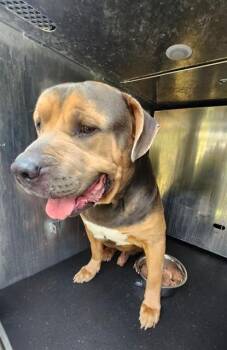 JUNIOR -  Mastiff Dog for Adoption in San Antonio, Texas - JUNIOR | PetCurious