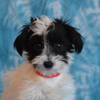 Panda -  Terrier Dog for Adoption in Eureka, California - Panda | PetCurious