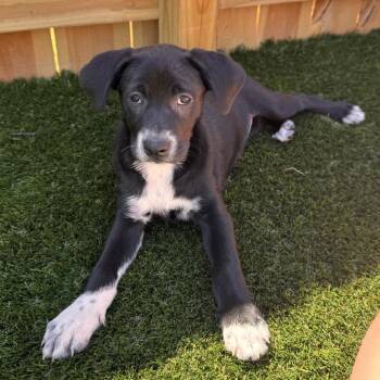 Sabrina -  Hound Dog for Adoption in La Grange, Kentucky - Sabrina | PetCurious