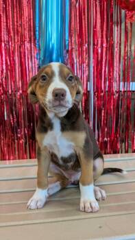 Toby -  Beagle Dog for Adoption in Seguin, Texas - Toby | PetCurious