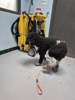 Ic 11 Ella -  Standard Poodle Dog for Adoption in Lawrenceville, Georgia - Ic 11 Ella | PetCurious