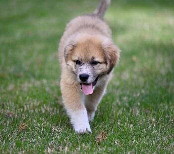 German Shepherd Dog and Great Pyrenees Dogs Available for Adoption in Falmouth, Maine - Fuji - A PEAK Of Puppy Perfection!  | PetCurious