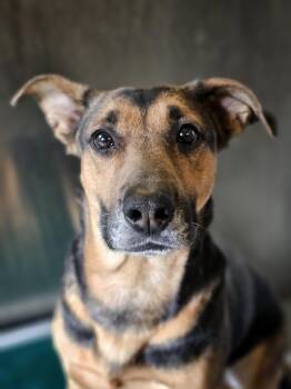 German Shepherd Dog and Labrador Retriever Dogs Available for Adoption in Bay City, Michigan - Sybil | PetCurious