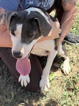 Mixed Breed Dogs Available for Adoption in Dripping Springs, Texas - Dixie | PetCurious