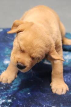 Mixed Breed Dogs Available for Adoption - Arthur | PetCurious