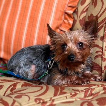 Fizz -  Yorkshire Terrier Dog for Adoption in Brockport, New York - Fizz | PetCurious
