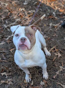 Rescue Pit Bull Terrier Dogs for Adoption in Chesterfield, Virginia - Ace Ventura | PetCurious