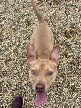 MOJO JOJO -  Parson Russell Terrier and Staffordshire Bull Terrier Dog for Adoption in Kalamazoo, Michigan - MOJO JOJO | PetCurious