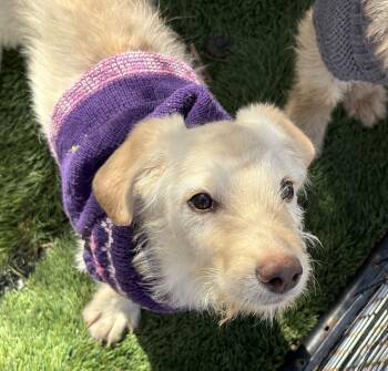 Terrier and Standard Poodle Dogs Available for Adoption - Lily | PetCurious