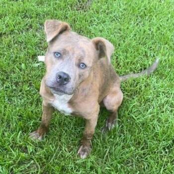 Dublin -  Shepherd Dog for Adoption in Birmingham, Alabama - Dublin | PetCurious