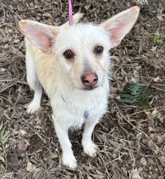 Rescue Cairn Terrier Dogs for Adoption in Bell Gardens, California - CONNIE | PetCurious