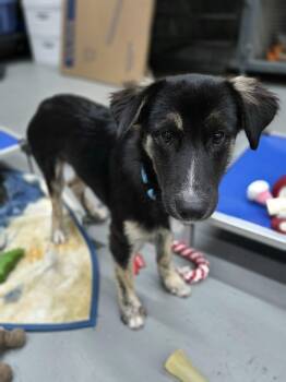 Freeway the small shepherd mix -  Australian Shepherd and Collie Dog for Adoption in Muskego, Wisconsin - Freeway The Small Shepherd Mix | PetCurious