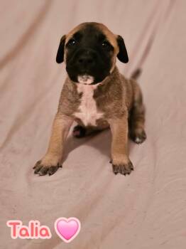 American Staffordshire Terrier Dogs Available for Adoption in Holly Springs, North Carolina - Talia - Stormie Litter | PetCurious