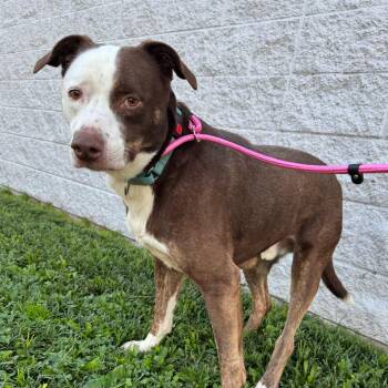 Duncan -  Mixed Breed Dog for Adoption in Springboro, Ohio - Duncan | PetCurious