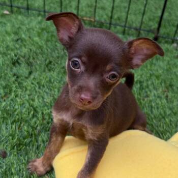 Ginger Spice -  Chihuahua and Mixed Breed Dog for Adoption in Las Vegas, Nevada - Ginger Spice | PetCurious
