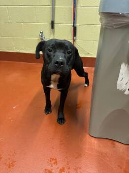 Rescue Mixed Breed Dogs for Adoption in Douglasville, Georgia - Gimli | PetCurious