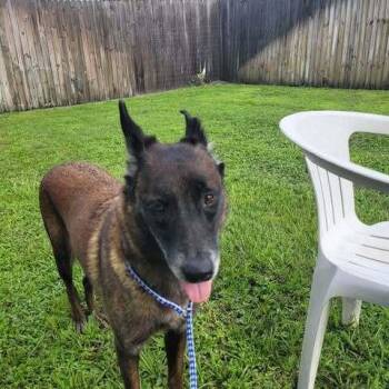 Country Queens - Reba - Located in FL -  Belgian Shepherd Malinois Dog for Adoption in Imlay City, Michigan - Country Queens - Reba - Located In FL | PetCurious