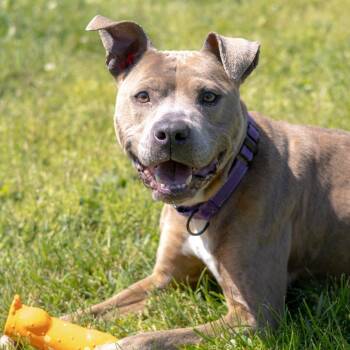 KayKay -  Pit Bull Terrier Dog for Adoption in Wilmington, Delaware - KayKay | PetCurious