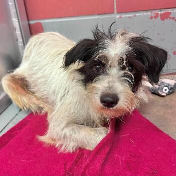 Arnold -  Shih Tzu and Jack Russell Terrier Dog for Adoption in Boulder, Colorado - Arnold | PetCurious