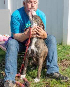 Agostino Rocchi -  Mixed Breed Dog for Adoption in Chamblee, Georgia - Agostino Rocchi | PetCurious