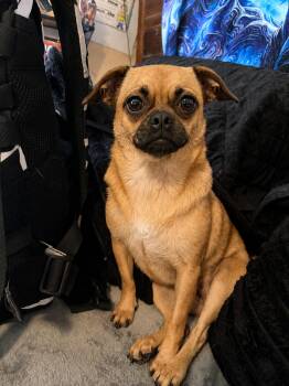 Nala -  Chihuahua and Pug Dog for Adoption - Nala | PetCurious