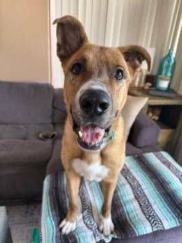Marvin -  German Shepherd Dog Dog for Adoption in San Diego, California - Marvin | PetCurious