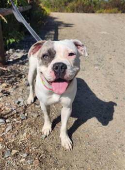 Rescue Pit Bull Terrier and Pug Dogs for Adoption in Chula Vista, California - ATHENA | PetCurious
