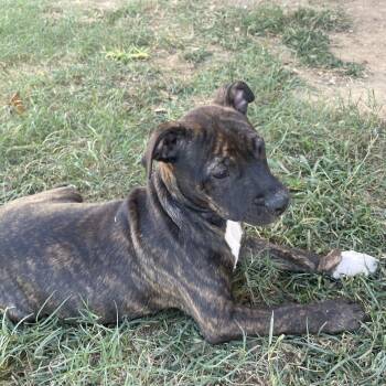 Guinness -  Pit Bull Terrier Dog for Adoption in Sheridan, Arkansas - Guinness | PetCurious