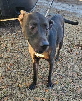 Rescue Labrador Retriever and Mixed Breed Dogs for Adoption in Ridgeland, South Carolina - Bandit | PetCurious