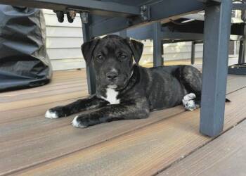 American Staffordshire Terrier and Boxer Dogs Available for Adoption - Schroeder | PetCurious