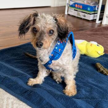 Coco Sunoco -  Mixed Breed Dog for Adoption in Chester Springs, Pennsylvania - Coco Sunoco | PetCurious