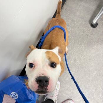 Pit Bull Terrier Dogs Available for Adoption in Philadelphia, Pennsylvania - Kovu | PetCurious