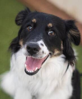 Snollygoster -  Spaniel Dog for Adoption in Encinitas, California - Snollygoster | PetCurious
