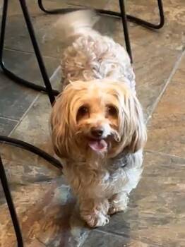 Yorkie Poo and Cockapoo Dogs Available for Adoption - Mocha  | PetCurious