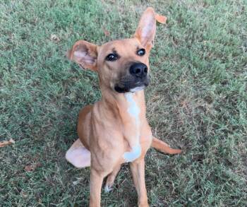 Jax -  Shepherd and Hound Dog for Adoption in Medfield, Massachusetts - Jax | PetCurious