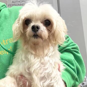 Boo -  Maltese Dog for Adoption in Normal, Illinois - Boo | PetCurious