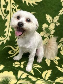 Shih Tzu and Bichon Frise Dogs Available for Adoption - MARLEY | PetCurious
