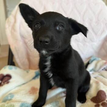 Labrador Retriever Dogs Available for Adoption in Murray, Utah - Space Invader | PetCurious